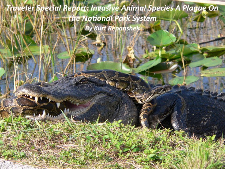Invasive pythons battle native alligators in Everglades National Parks/NPS