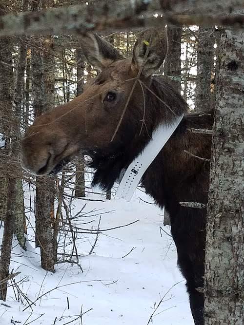 Ten moose have been fitted with radio collars to help researchers more about their behavior/SethMoore, Director of Biology and Environment, Grand Portage Band of Lake Superior Chippewa