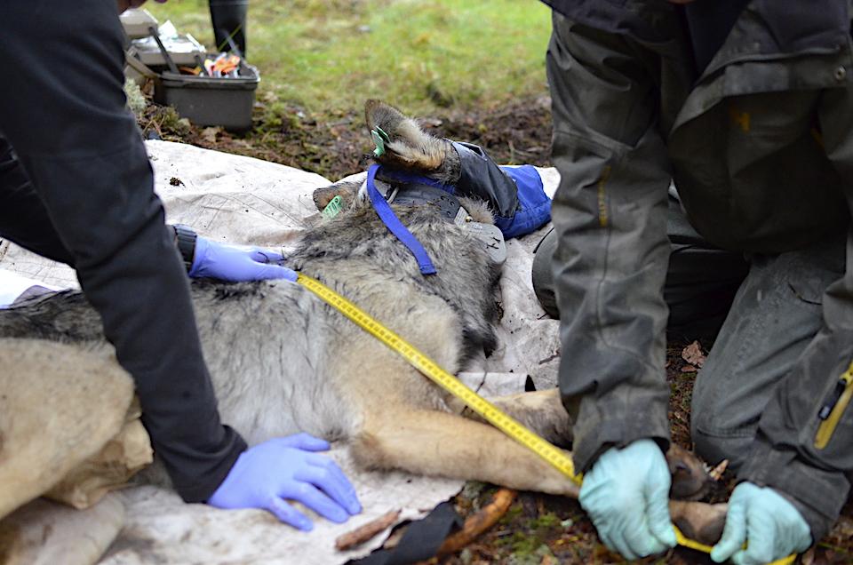 Biologists took measurements and assessed the health of the wolf before transporting to Isle Royale/Michigan DNR