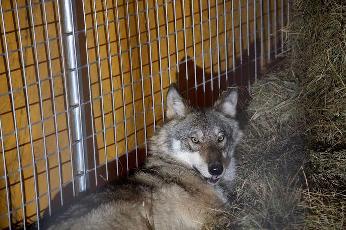 This male wolf was transported to Isle Royale National Park on Tuesday/USFWS