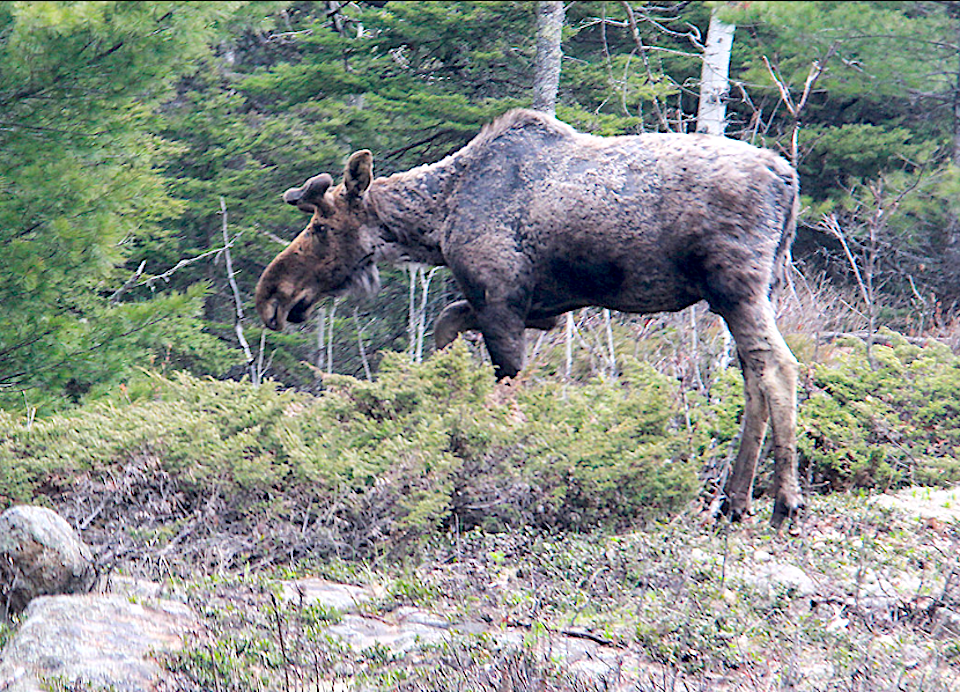 Moose on the Greenstone Trail at Isle Royale/Bob Pahre