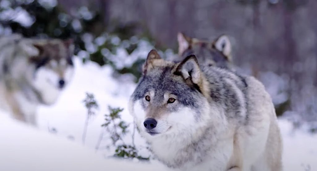 New Documentary Examines Wolves Of Isle Royale National Park