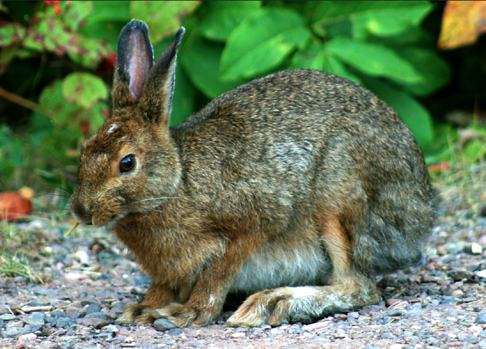 A snowshoe hare in its summer pelage/Robert Pahre