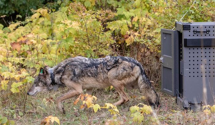 Wolf No. 3 being released at Isle Royale National Park/NPS Jim Peaco