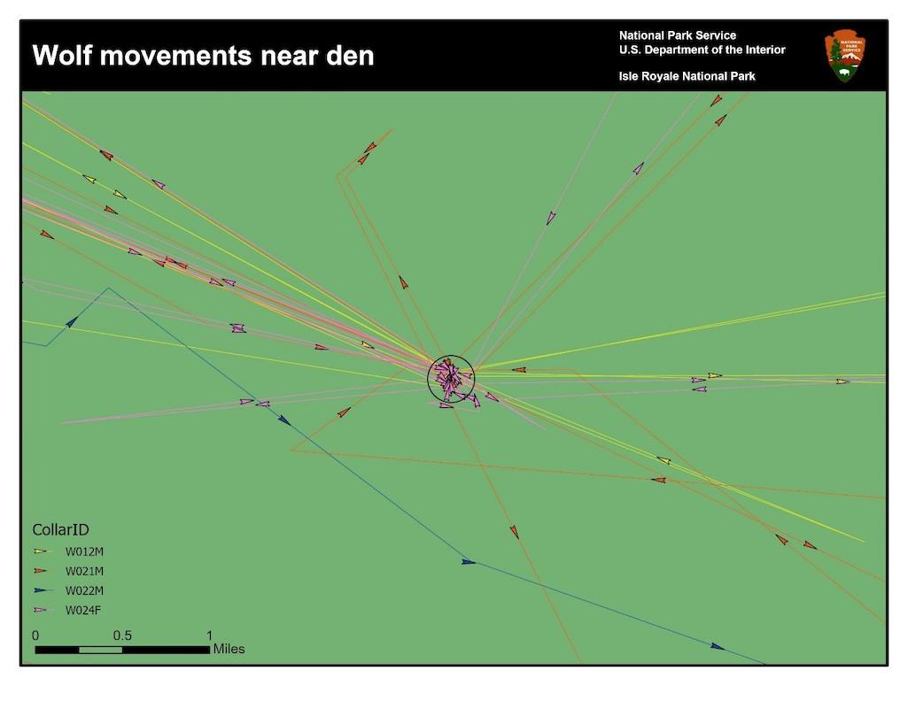 Movements of four collared wolves on Isle Royale during June 2021 and probable den site (black circle). Arrows indicate direction of wolf travel to and from den site. 