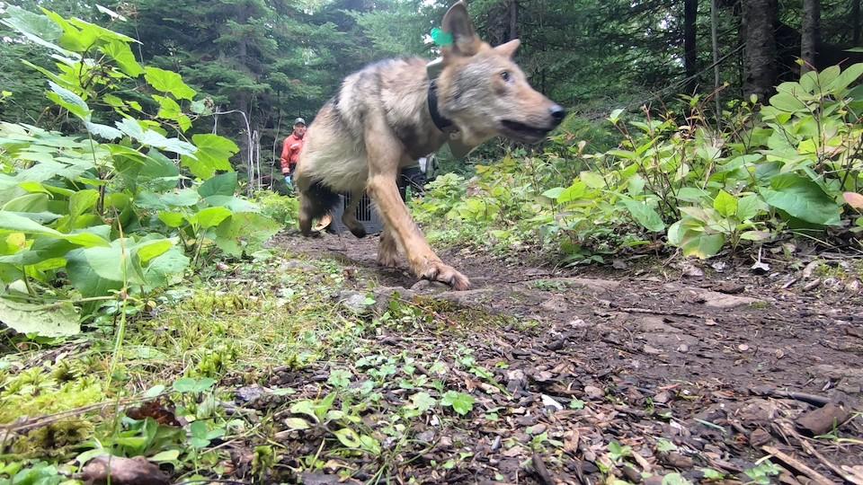 Four wolves were released at Isle Royale National Park in September/NPS, Phyllis Green