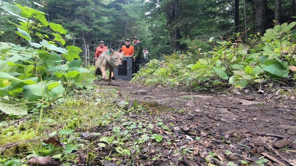 Four wolves were released at Isle Royale National Park in September/NPS, Phyllis Green