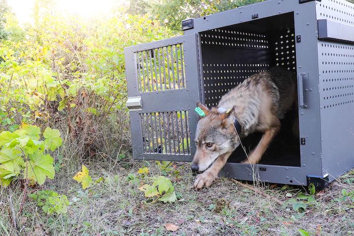 Two wolves have been released at Isle Royale National Park as part of a recovery operation/NPS, Jacob W. Frank