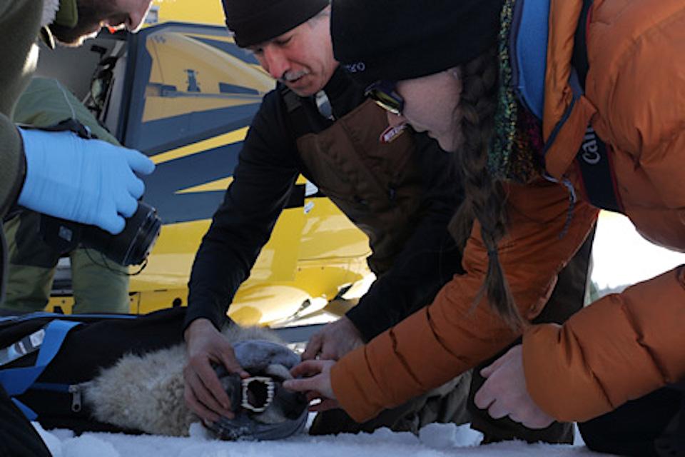 SUNY Professor Jerry Belant lending a hand to Ashley McCleran to conduct a field check of female wolf. Photo courtesy of National Parks of Lake Superior Foundation, J. Graham.