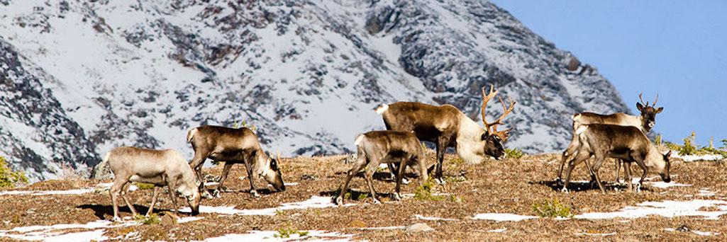 Extended seasonal closures in key areas of Jasper National Park are intended to help caribou numbers rebound/Parks Canada