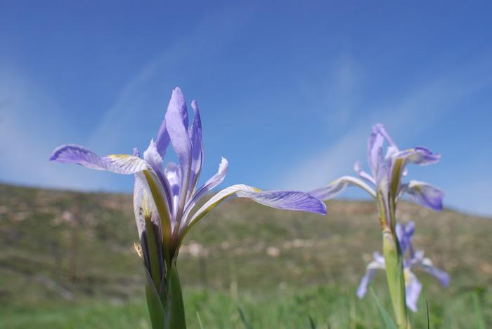 Blooming Rocky Mountain Iris/Kurt Repanshek