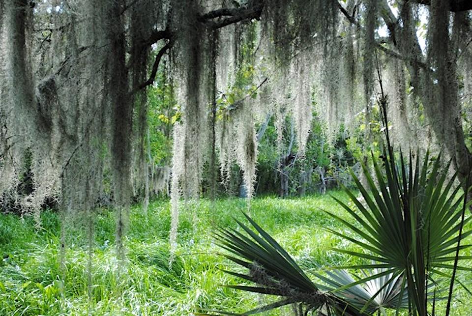 Spanish moss in the Barataria Preserve of Jean Lafitte National Historical Park/NPS