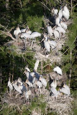 Wood storks turn trees into multi-story nesting units / Mark Cook