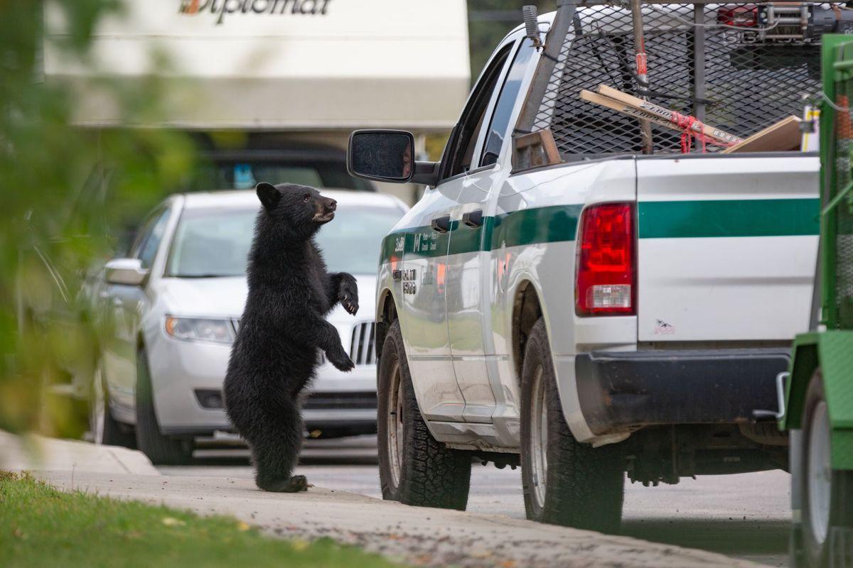Parks Canada works to trap a black bear family in Jasper.