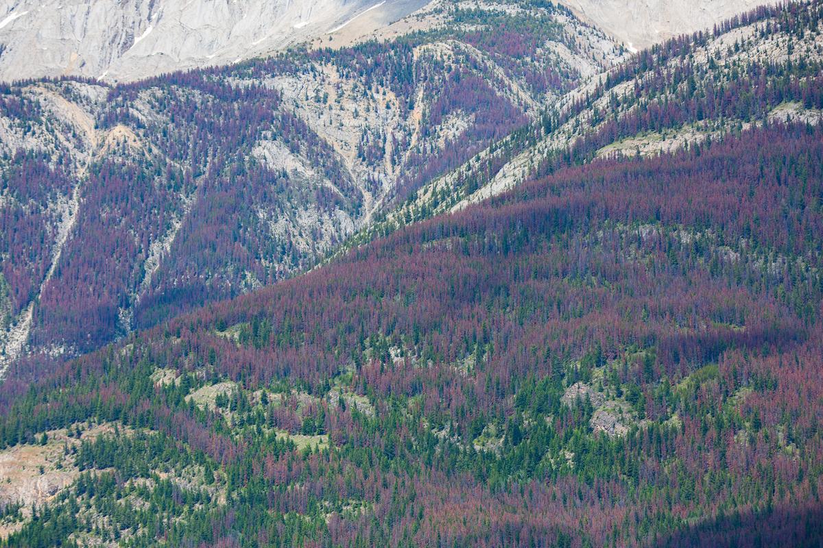 An aerial view of the effects of mountain pine beetles on Jasper National Park.