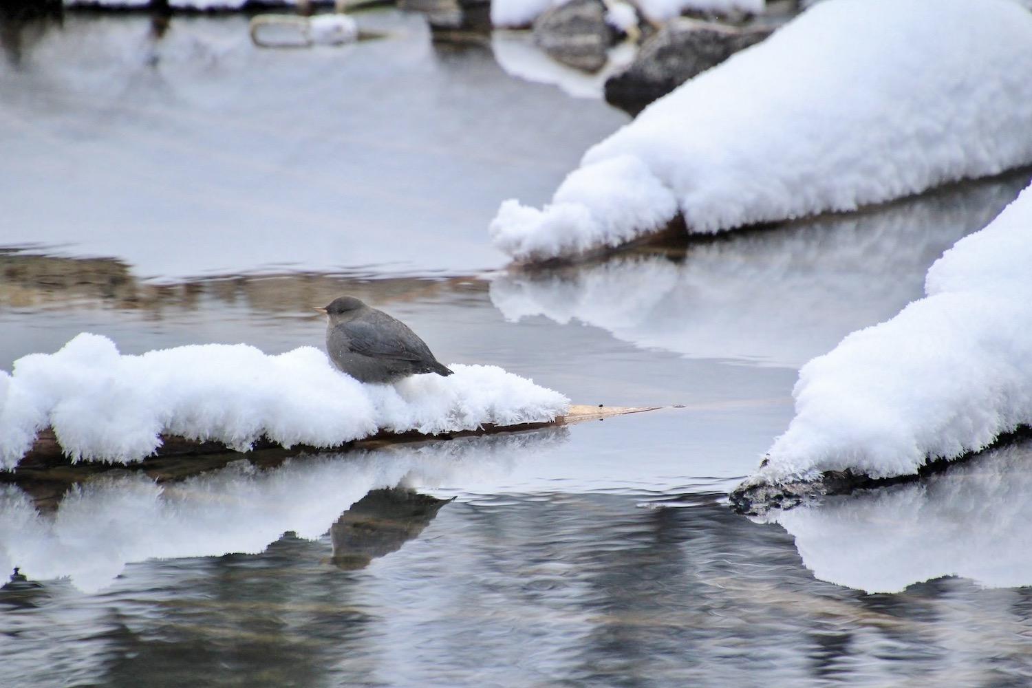 American Dippers, North America's only truly aquatic songbird, frequents the waters of Maligne Canyon in Jasper National Park.