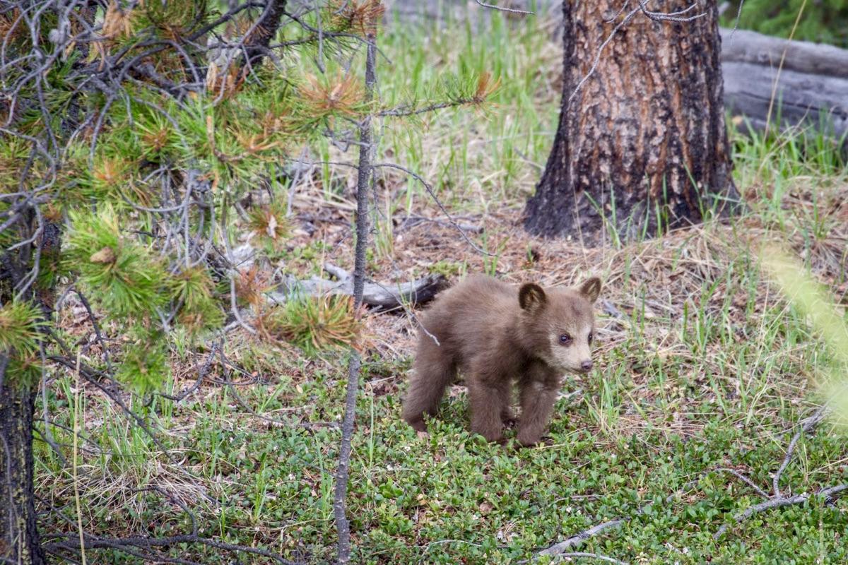 A bear cub is shown in Jasper National Park.