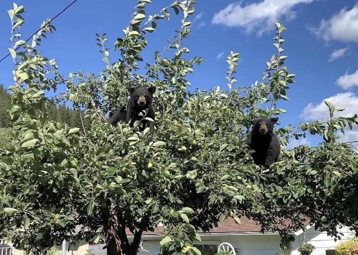 Bears are feasting on fruit from trees in Jasper townsite within Jasper National Park.