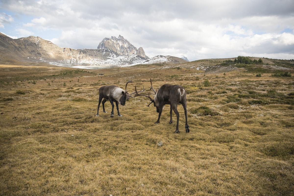 Caribou bulls rutting in Jasper National Park.