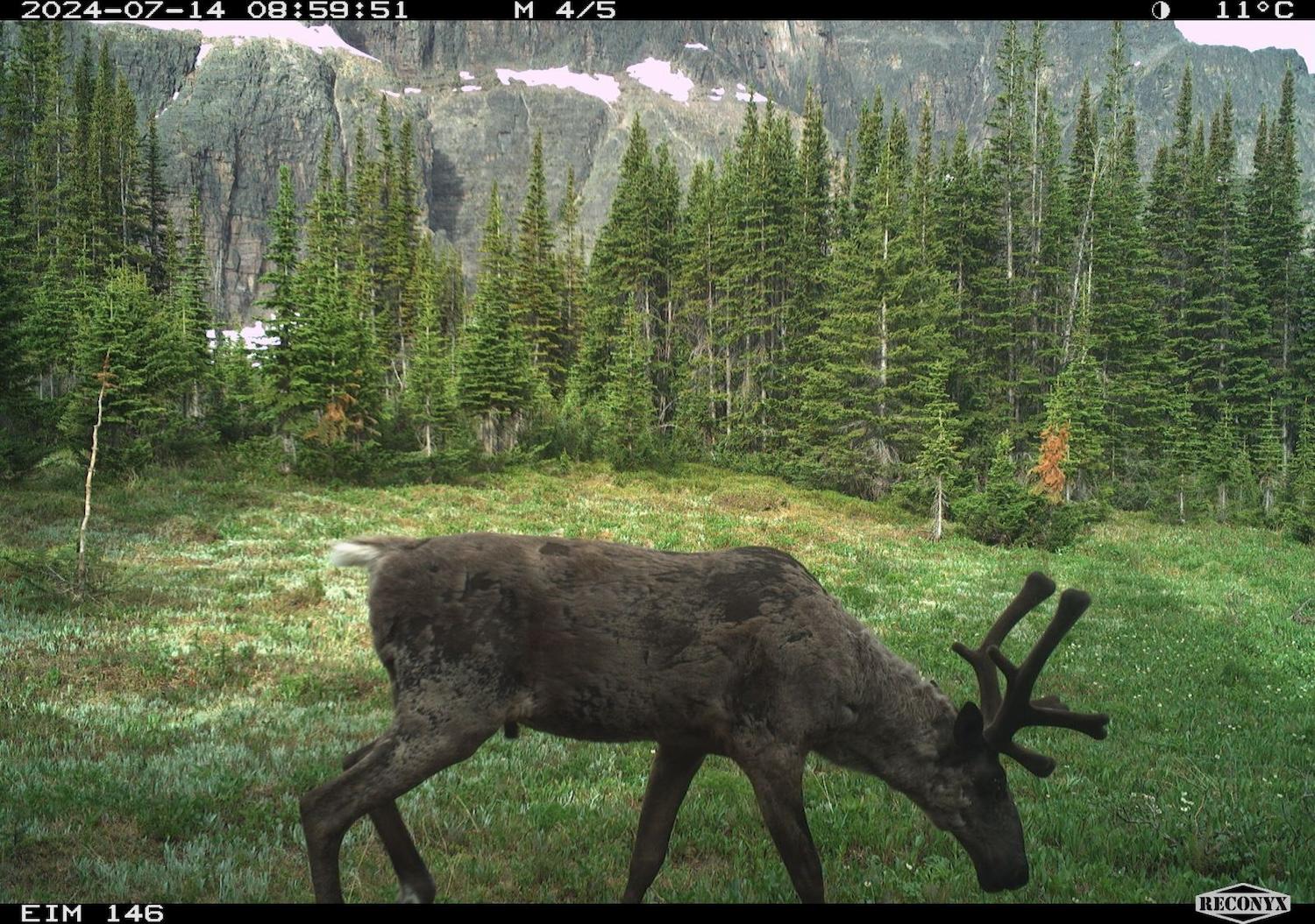 A caribou from the Brazeau herd is captured on a remote camera in the summer of 2024.