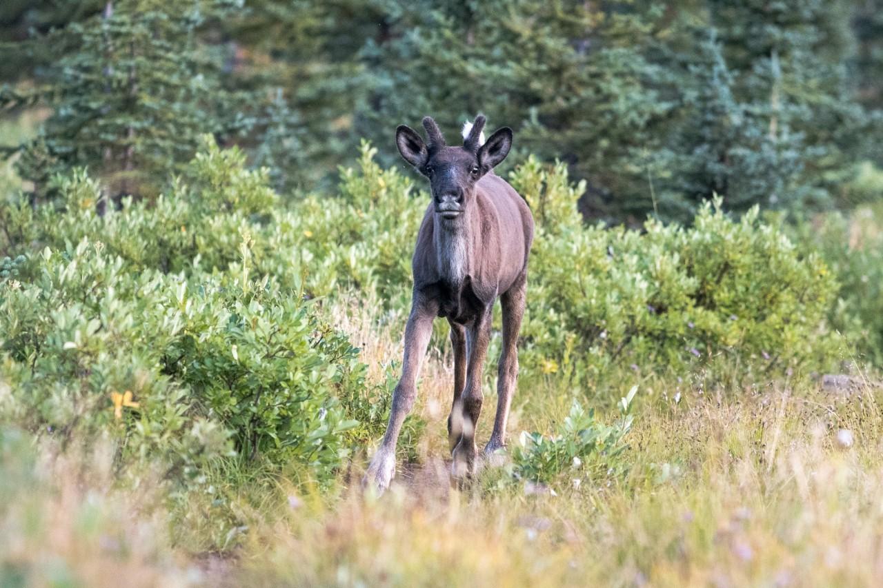 A caribou calf is shown in the Tonquin Valley of Jasper National Park.