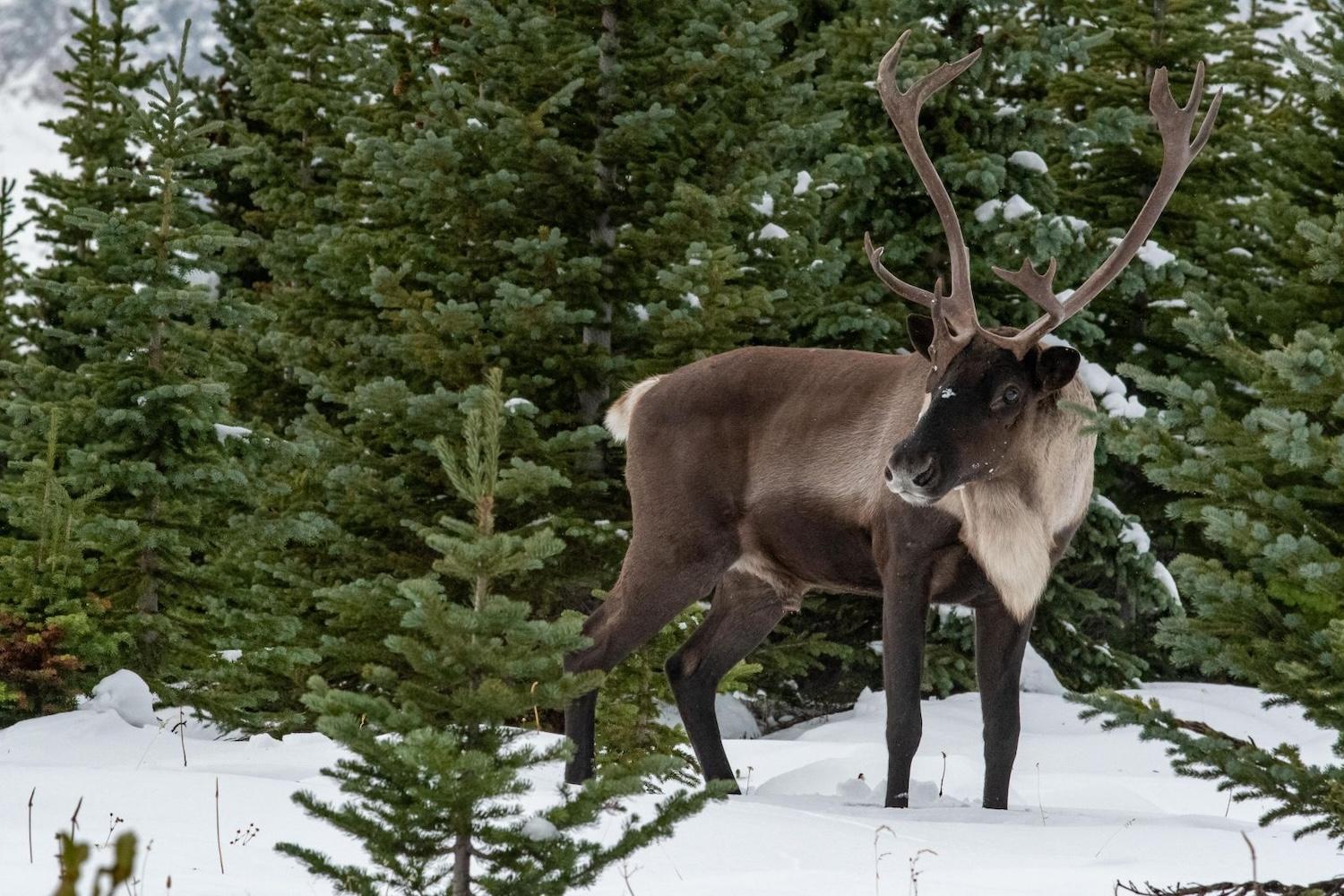 It's rare to see Jasper National Park's two dwindling caribou herds.