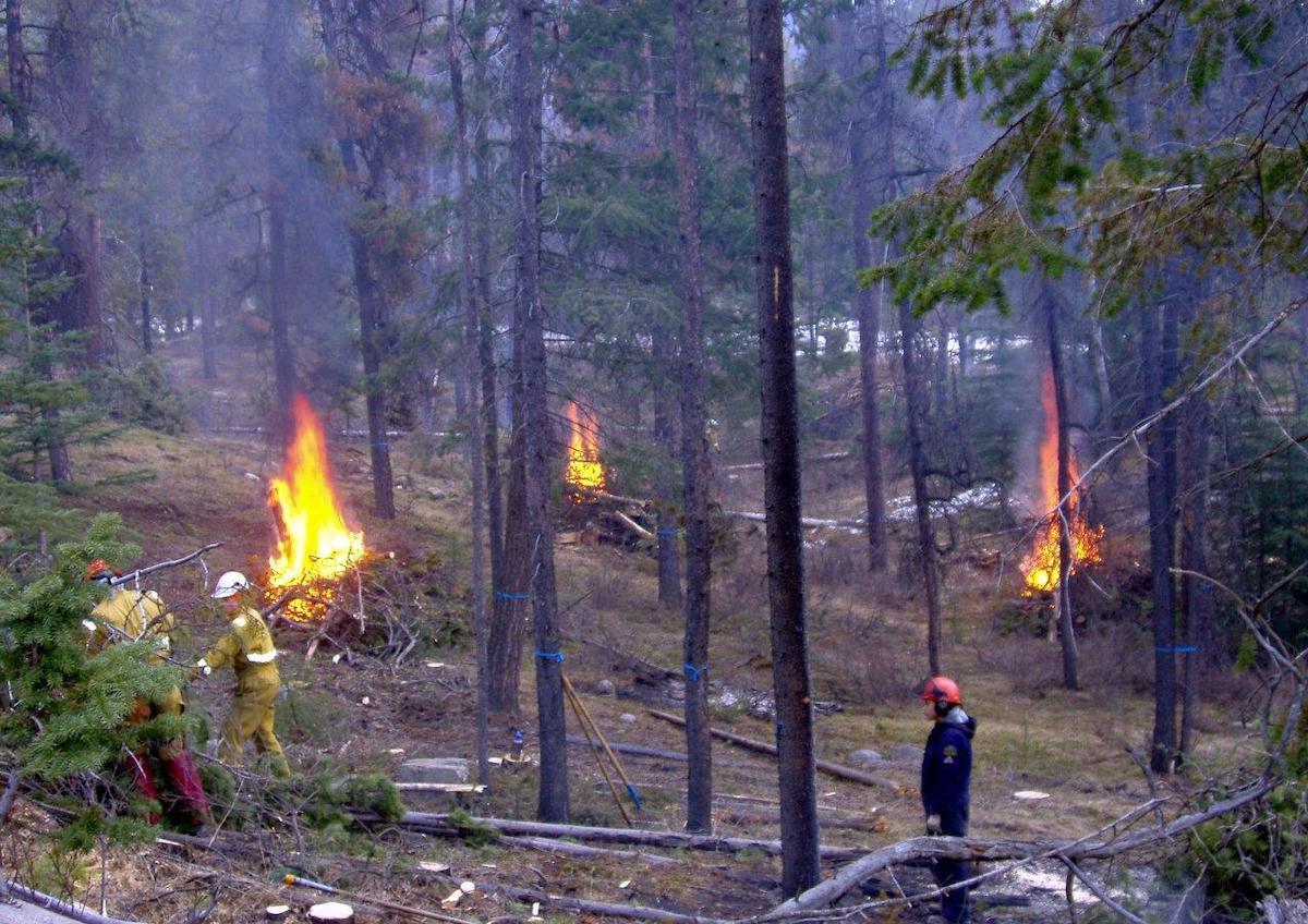 Burning piles of dead branches in Jasper National Park.