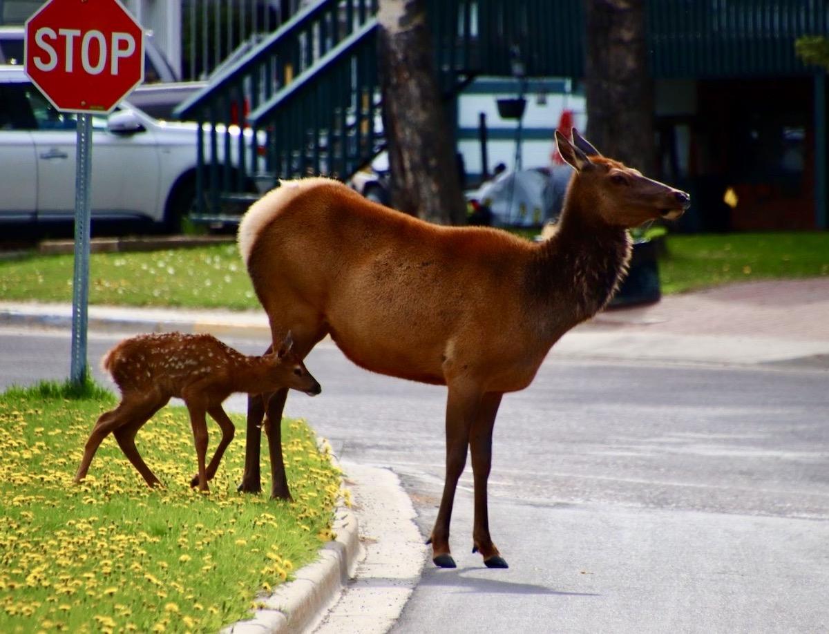 All kinds of wildlife can be spotted in Jasper townsite.