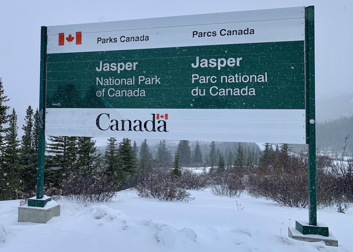 Jasper National Park doesn't know how a peacock wound up in the Alberta park.