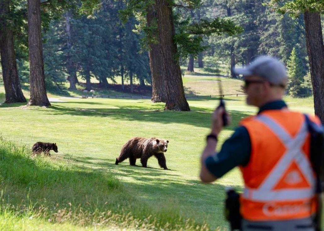 Parks Canada was forced to relocate food-conditioned grizzly bears within Jasper National Park.