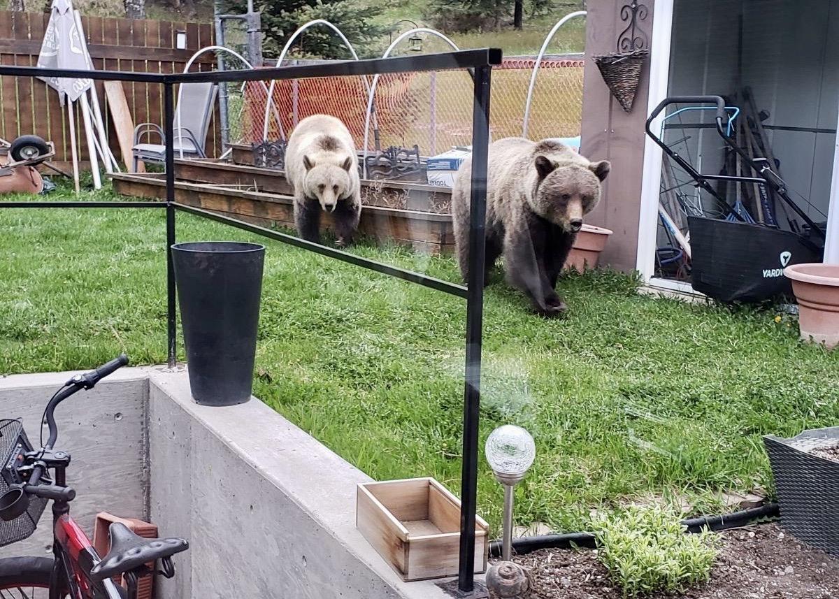 Young grizzly bears have been spotted in Jasper townsite.