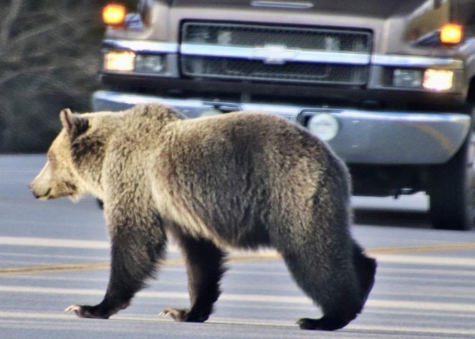Motorists are urged to drive carefully to avoid harming wildlife such as grizzly bears.