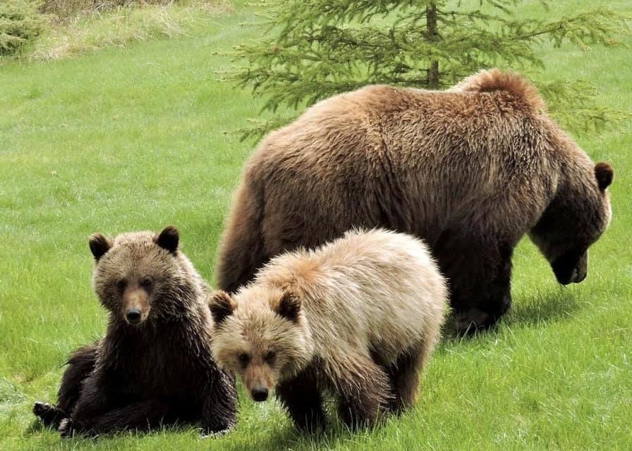 Grizzlies are especially dangerous when they have cubs.