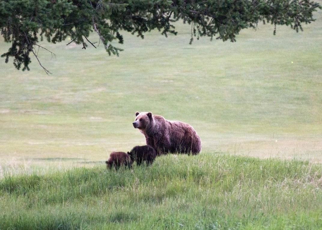 Stopping to photograph bears can cause them to become habituated to humans.