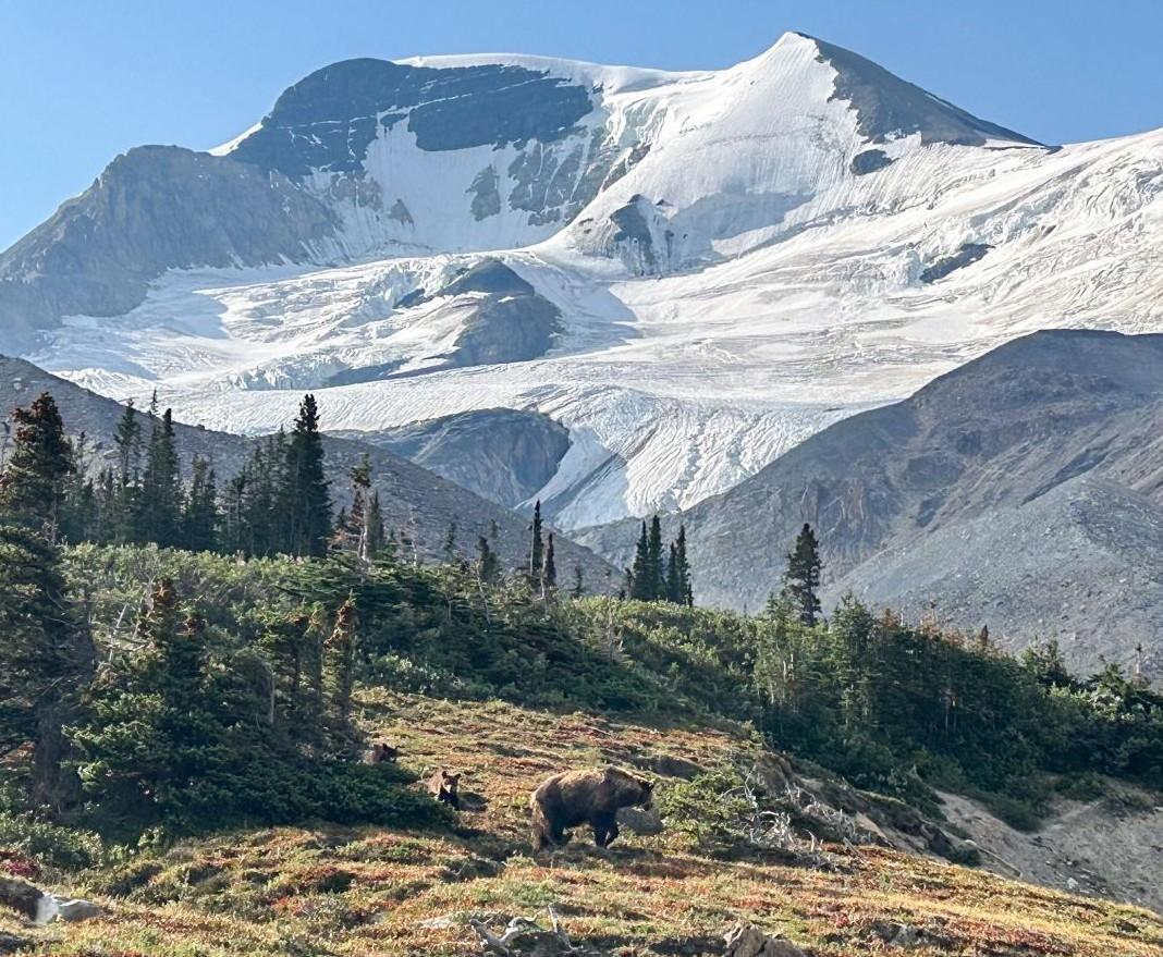A grizzly is shown near the border of Jasper and Banff national parks on Aug. 1.