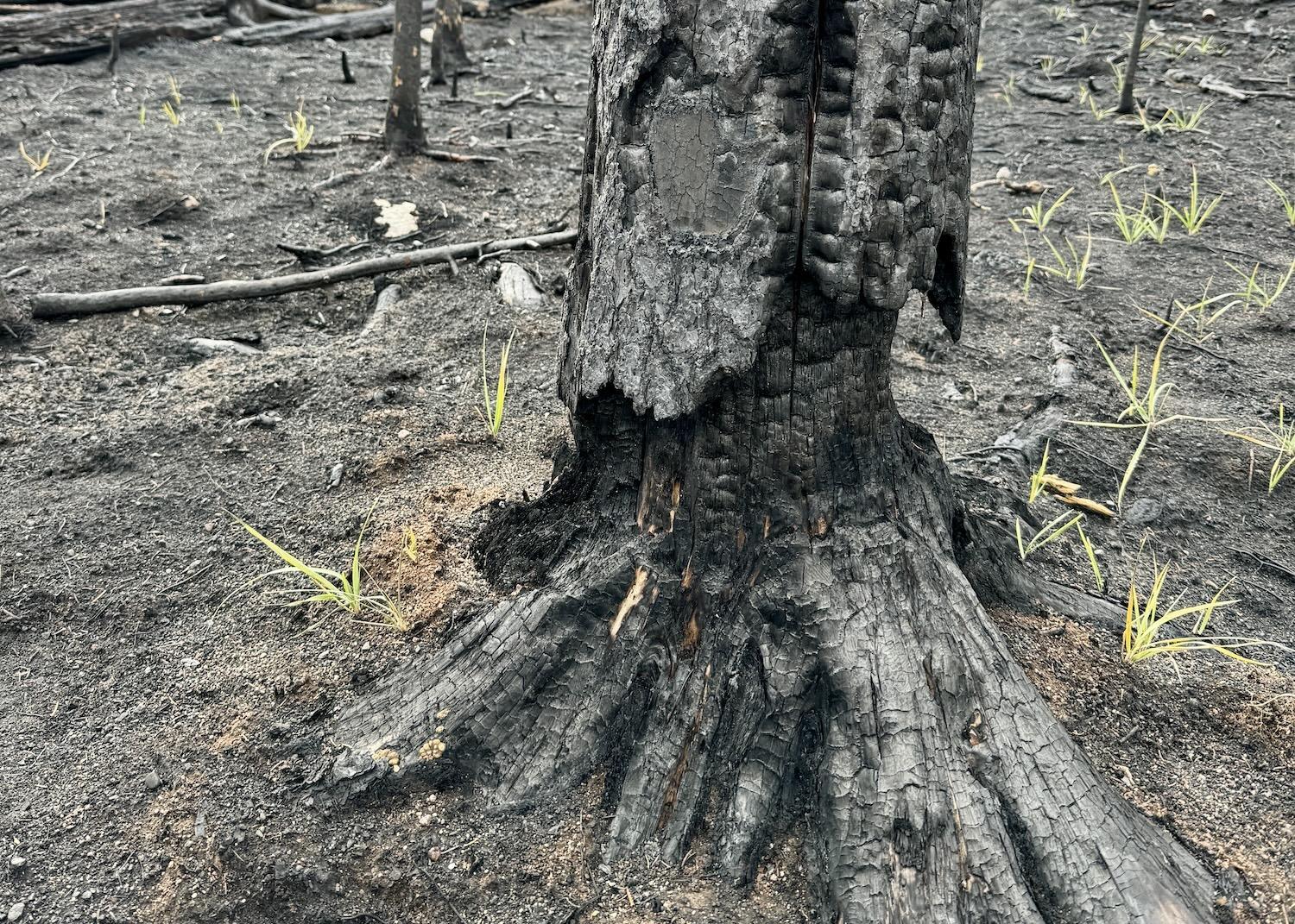 On a trail around Lake Annette, greenery sprouts up beside a charred tree trunk.