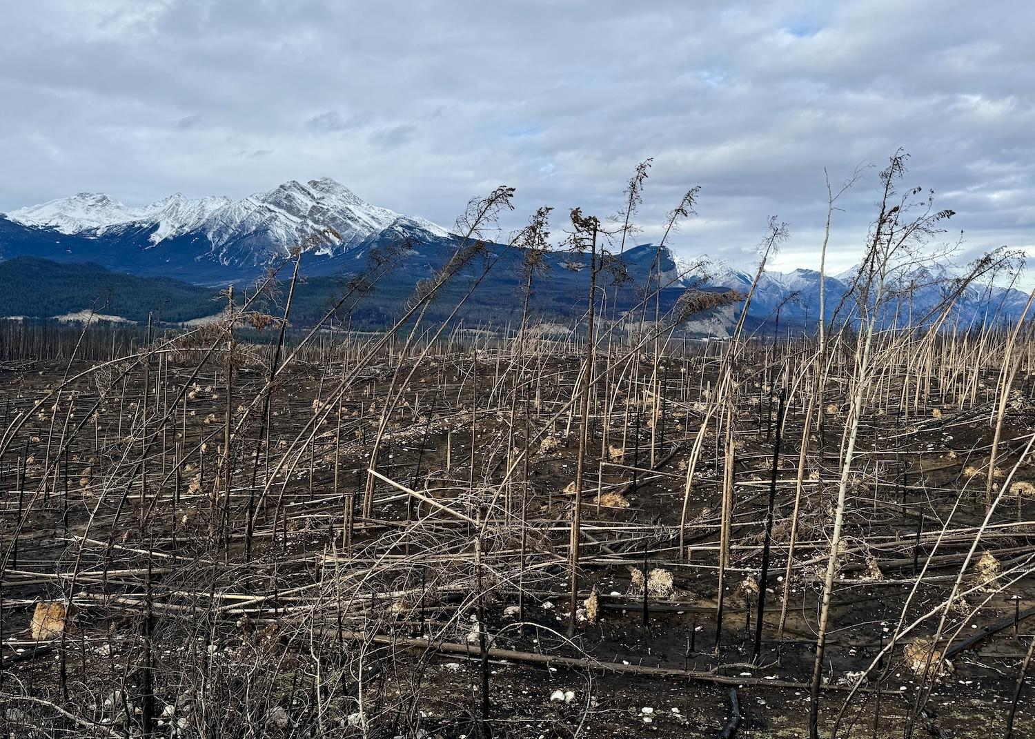 On Maligne Lake Road, near Maligne Lookout, you can see forest decimated by the Jasper Wildfire Complex.