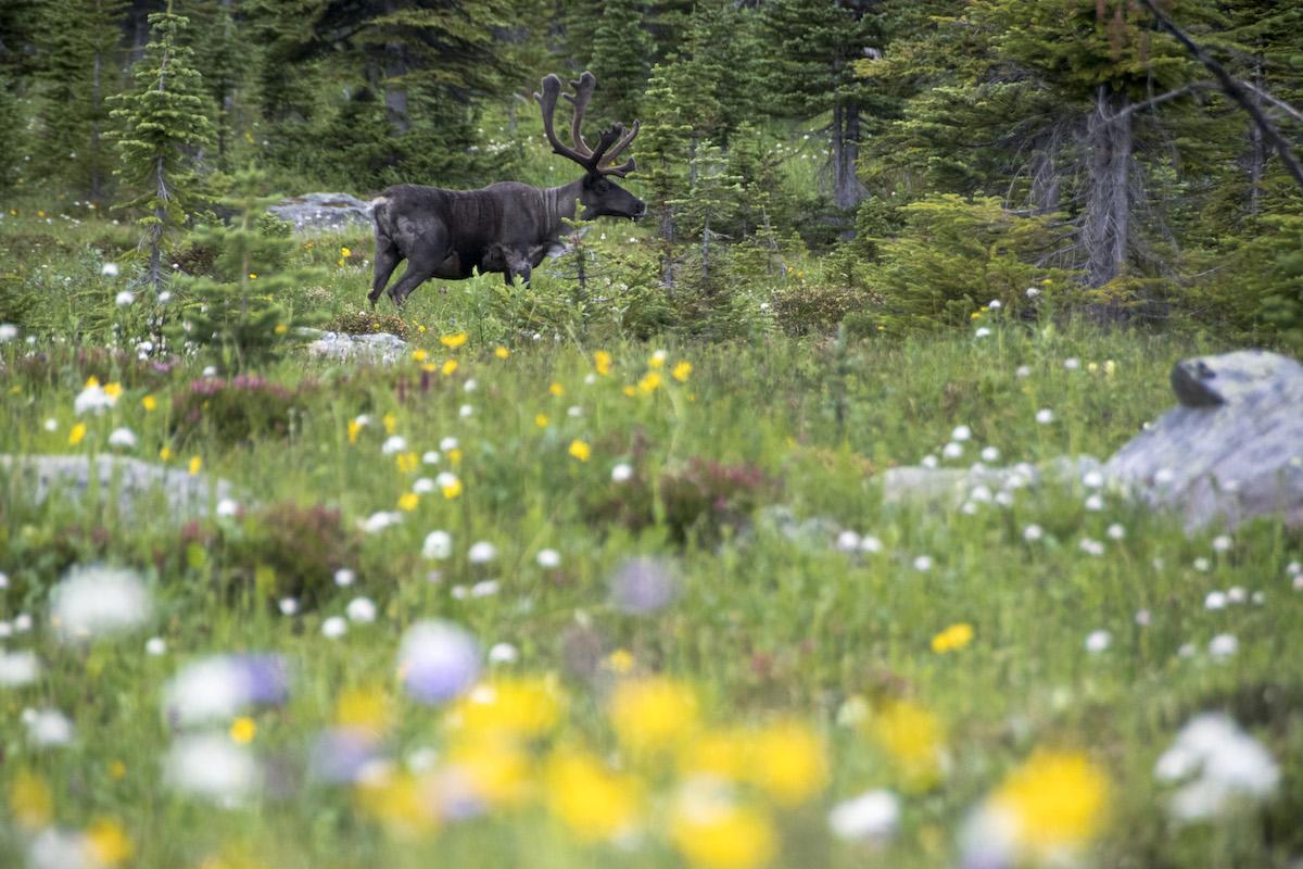 A bull caribou is seen among colourful flowers.