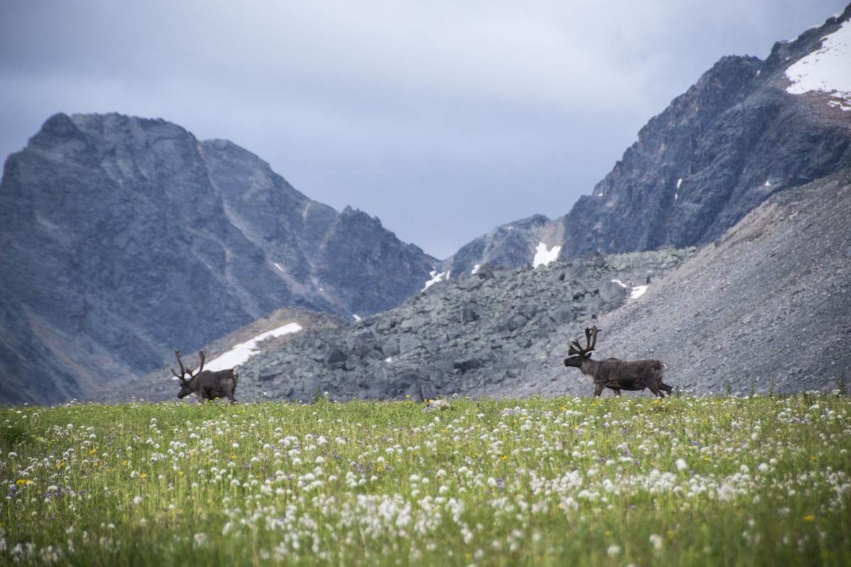 Jasper National Park is hosting two public sessions on the future of its caribou.