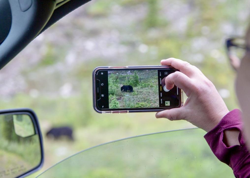 If you spot a bear while driving, take a photo from inside the car.
