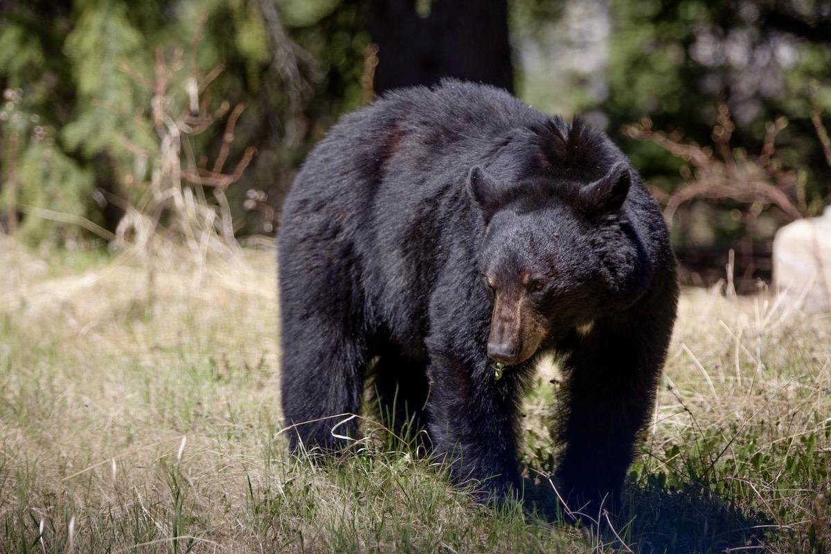 Parks Canada has plenty of tips for being bear aware.