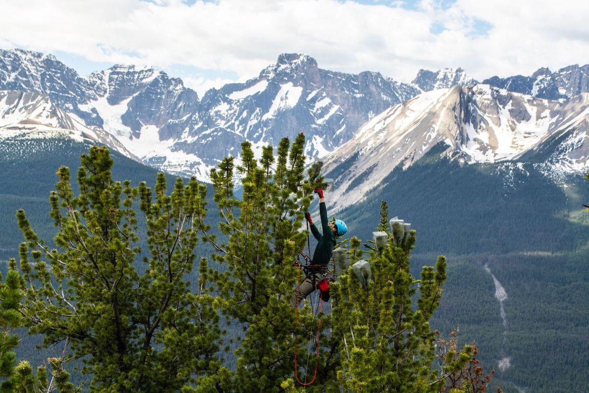 Canada's seven mountain parks have joined forces to conserve whitebark (shown here) and limber pine.