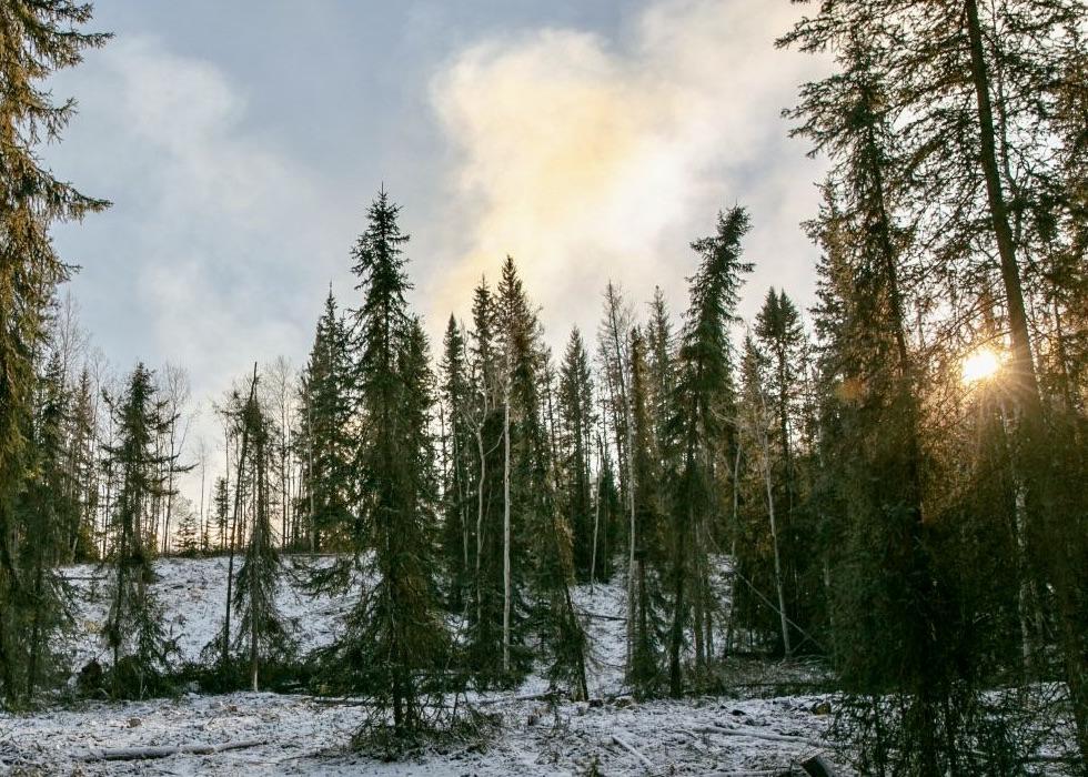 Jasper National Park is doing wildlife risk reduction at Cottonwood Creek.