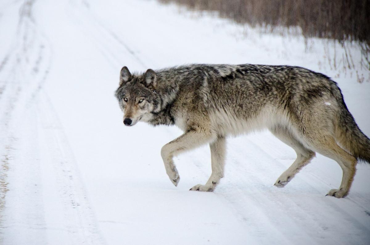 Jasper has seasonal backcountry closures to keep wolves away from caribou habitat.