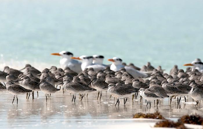 Shorebirds at Joulter Cays National Park/Walker Goulder