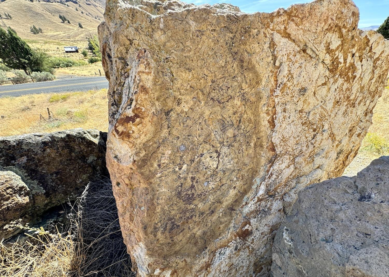 Look for this fossil-covered rock on the Trail of the Fossils in the Clarno Unit.