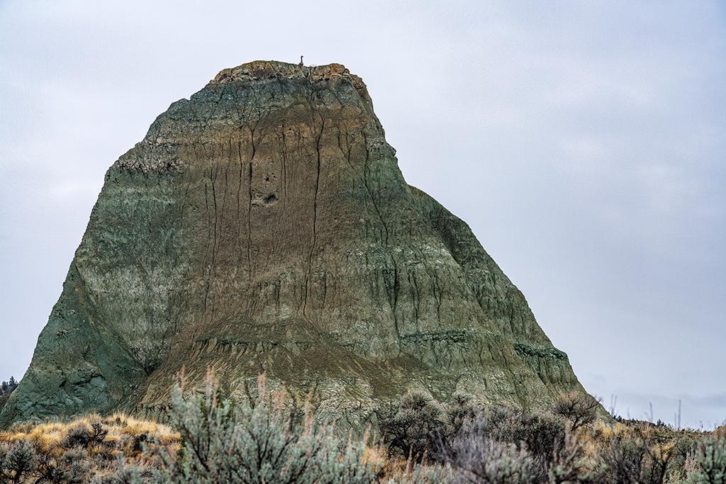 The goose on top of the green claystone hill in the Foree Area, Sheep Rock Unit, John Day Fossil Beds National Monument / Rebecca Latson