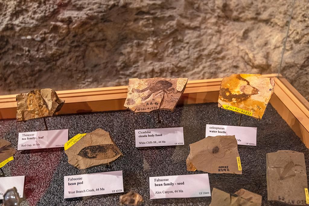 Fossils on display at the Thomas Condon Paleontology Center, Sheep Rock Unit, John Day Fossil Beds National Monument / Rebecca Latson