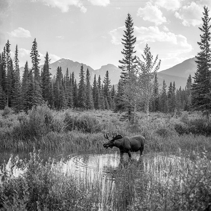 Moose In The Marsh, Glacier National Park / John Latson