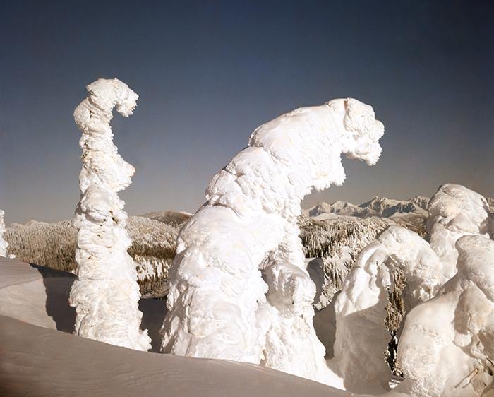 Snow Ghosts on Big Mountain, with the Mountains of Glacier National Park in the Background / John Latson